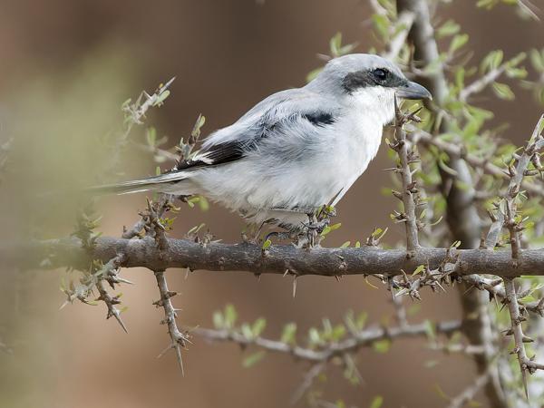 <h3><a href="/trips/marokko/biota/animalia/chordata/aves/040 passeriformes/048 laniidae/lanius excubitor/lanius excubitor-nl.html">Lanius&nbsp;excubitor</a> / Great&nbsp;grey&nbsp;shrike / Klapekster</h3>OM-1 Mark II met OLYMPUS M.150-400mm F4.5 TC, 1/2000 sec  bij F5.6, ISO 4000, afstand 18.1&nbsp;m